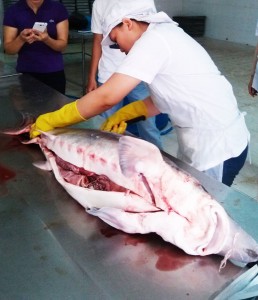 Cá tầm Beluga sống nguyên con cấp đông (8kg – 18kg/con)